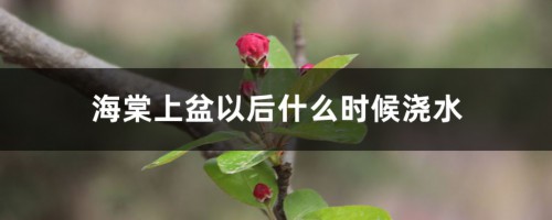 海棠上盆以后什么时候浇水，浇水过多怎么办