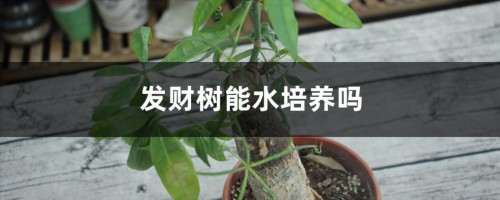 发财树能水培养吗，有黄叶了怎么办