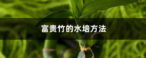 富贵竹的水培方法