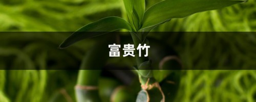 富贵竹最招运的2种造型，5分钟就搞定，简单省钱！